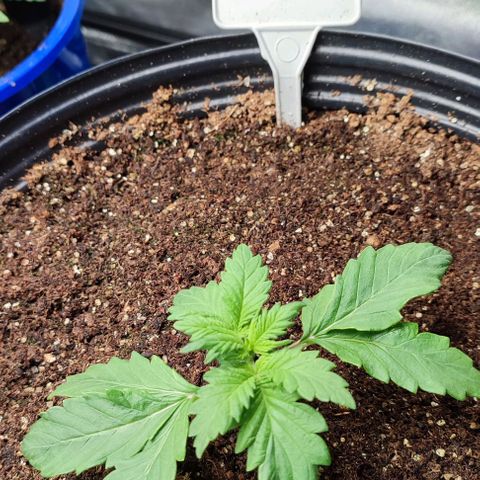 CBD Auto Blackberry Kush growlog timeline photo