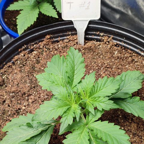 CBD Auto Blackberry Kush growlog timeline photo