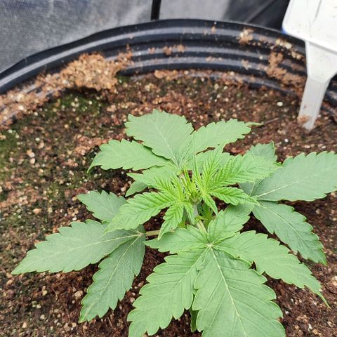 CBD Auto Blackberry Kush growlog timeline photo