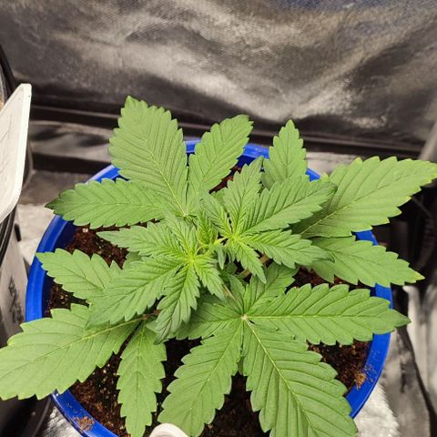 CBD Auto Blackberry Kush growlog timeline photo