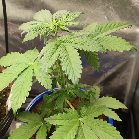 CBD Auto Blackberry Kush growlog timeline photo