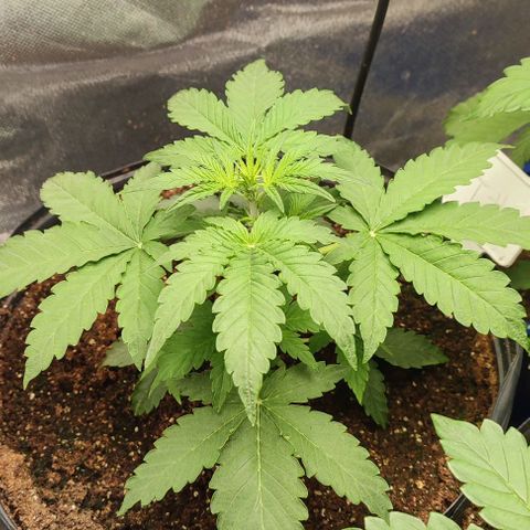 CBD Auto Blackberry Kush growlog timeline photo