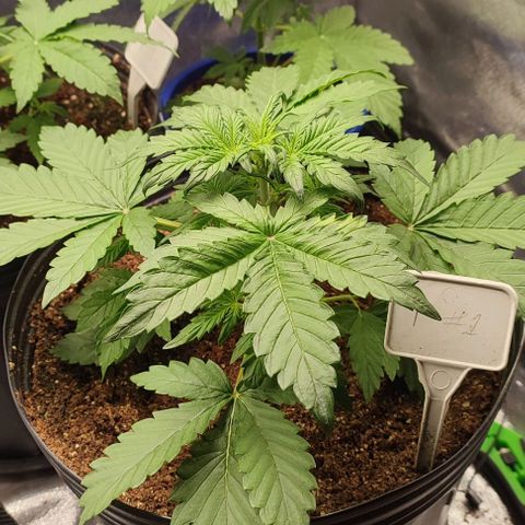 CBD Auto Blackberry Kush growlog timeline photo