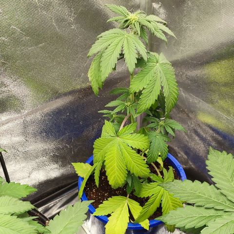CBD Auto Blackberry Kush growlog timeline photo