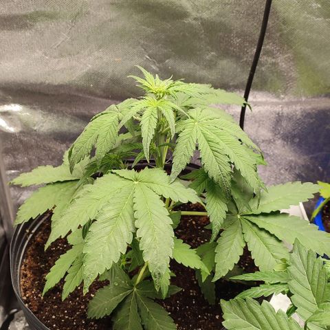 CBD Auto Blackberry Kush growlog timeline photo