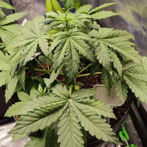 CBD Auto Blackberry Kush growlog timeline photo