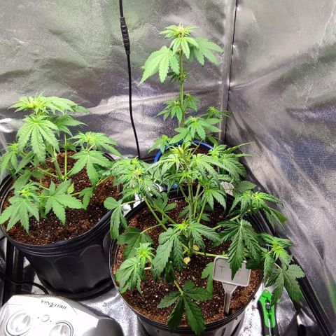 CBD Auto Blackberry Kush growlog timeline photo