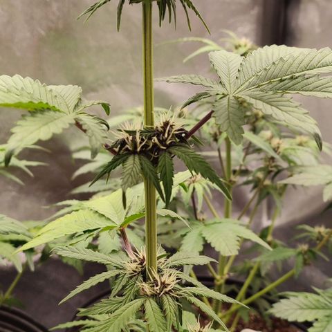 CBD Auto Blackberry Kush growlog timeline photo