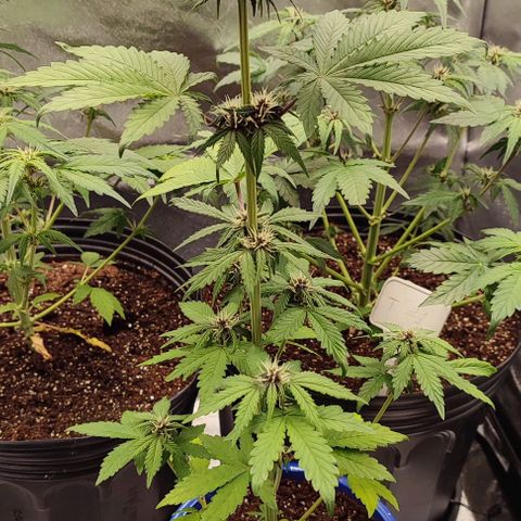 CBD Auto Blackberry Kush growlog timeline photo