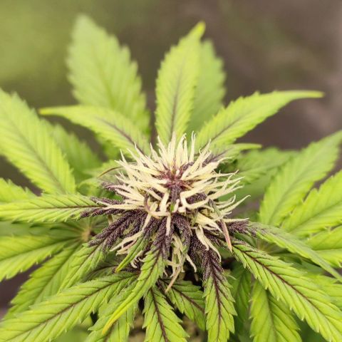 CBD Auto Blackberry Kush growlog timeline photo