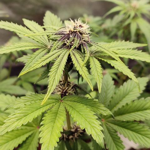 CBD Auto Blackberry Kush growlog timeline photo