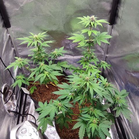 CBD Auto Blackberry Kush growlog timeline photo