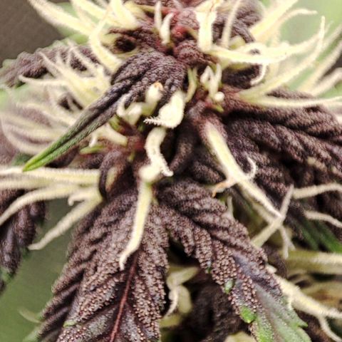 CBD Auto Blackberry Kush growlog timeline photo
