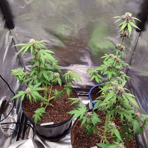 CBD Auto Blackberry Kush growlog timeline photo