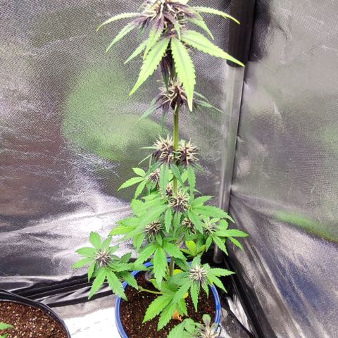 CBD Auto Blackberry Kush growlog timeline photo