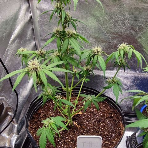CBD Auto Blackberry Kush growlog timeline photo