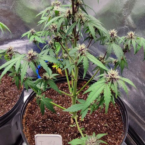 CBD Auto Blackberry Kush growlog timeline photo
