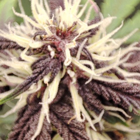 CBD Auto Blackberry Kush growlog timeline photo