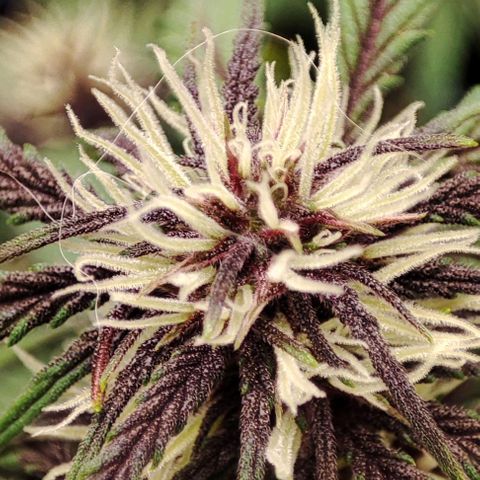 CBD Auto Blackberry Kush growlog timeline photo