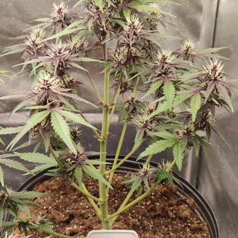 CBD Auto Blackberry Kush growlog timeline photo
