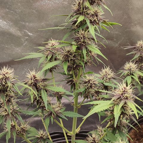 CBD Auto Blackberry Kush growlog timeline photo