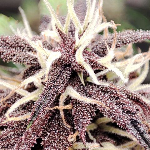 CBD Auto Blackberry Kush growlog timeline photo