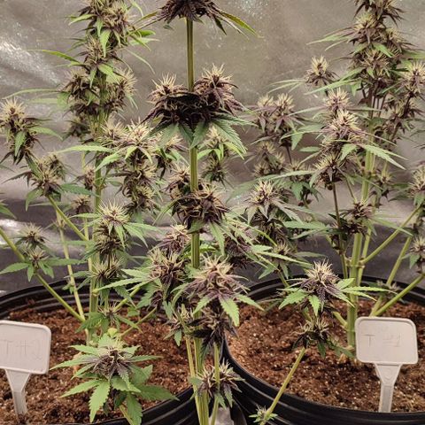 CBD Auto Blackberry Kush growlog timeline photo
