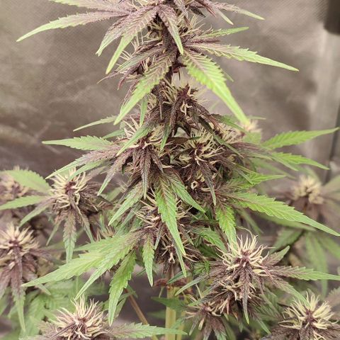 CBD Auto Blackberry Kush growlog timeline photo
