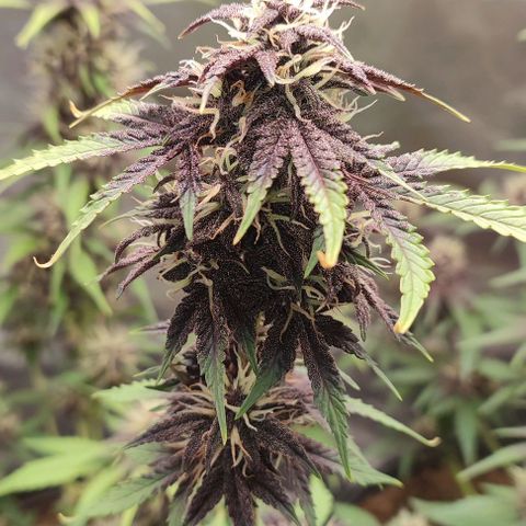 CBD Auto Blackberry Kush growlog timeline photo