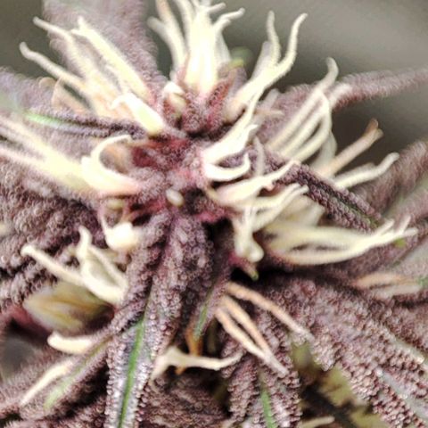 CBD Auto Blackberry Kush growlog timeline photo