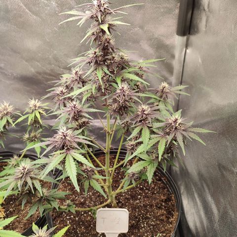 CBD Auto Blackberry Kush growlog timeline photo