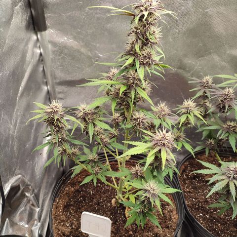 CBD Auto Blackberry Kush growlog timeline photo