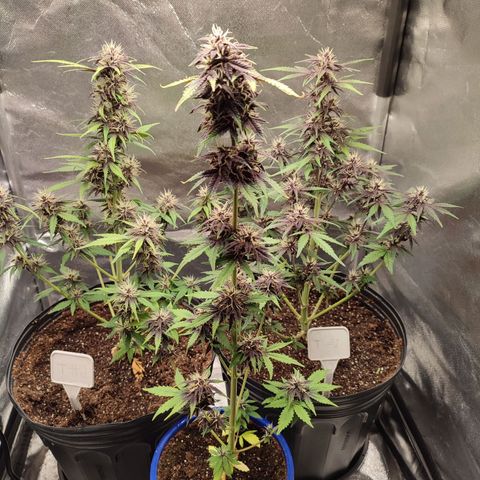 CBD Auto Blackberry Kush growlog timeline photo