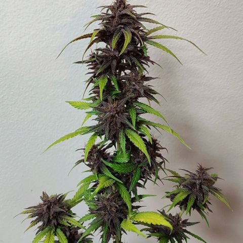 CBD Auto Blackberry Kush growlog timeline photo