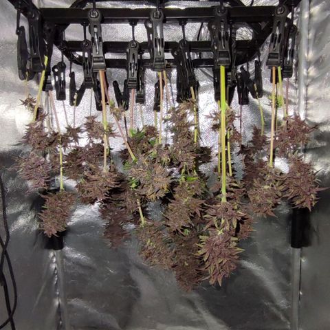 CBD Auto Blackberry Kush growlog timeline photo