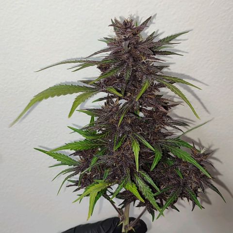 CBD Auto Blackberry Kush growlog timeline photo