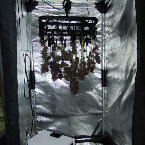 CBD Auto Blackberry Kush growlog timeline photo