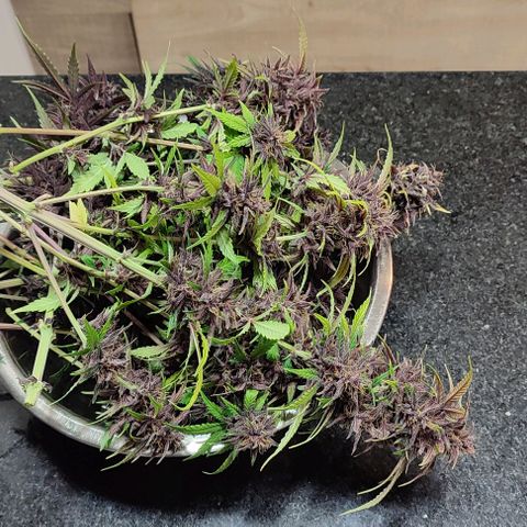 CBD Auto Blackberry Kush growlog timeline photo