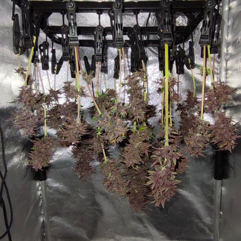 CBD Auto Blackberry Kush growlog timeline photo