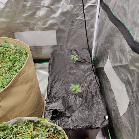 XLVR? #1 growlog timeline photo