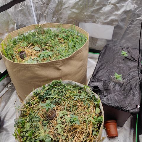 XLVR? #1 growlog timeline photo