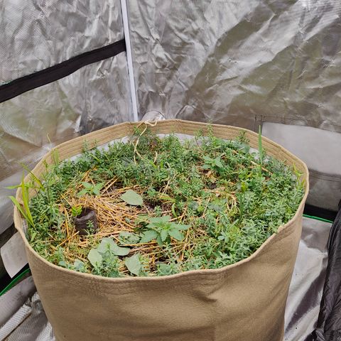 XLVR? #1 growlog timeline photo