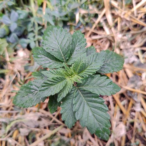 XLVR? #1 growlog timeline photo