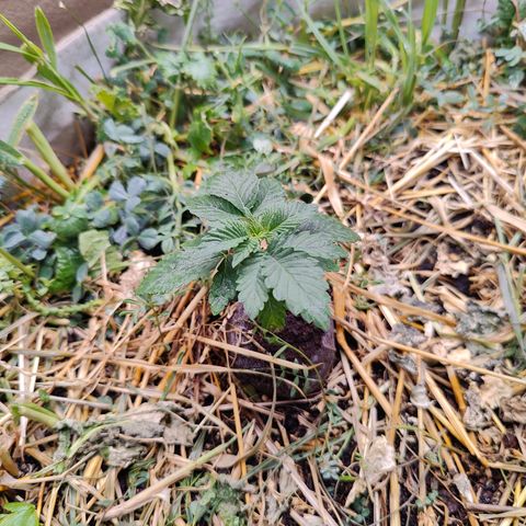 XLVR? #1 growlog timeline photo