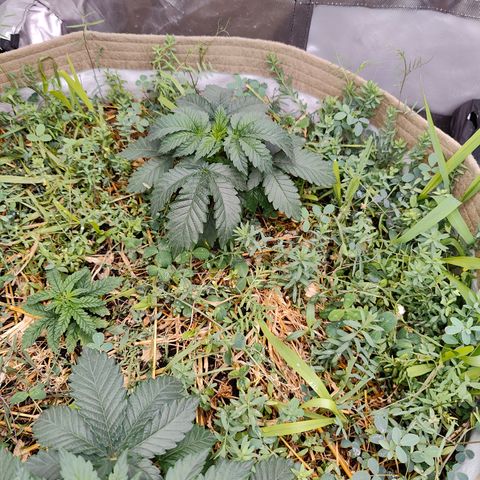 XLVR? #1 growlog timeline photo