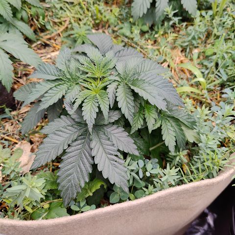 XLVR? #1 growlog timeline photo