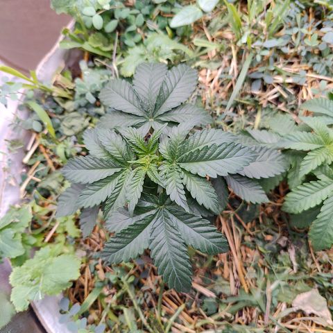 XLVR? #1 growlog timeline photo
