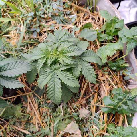 XLVR? #1 growlog timeline photo