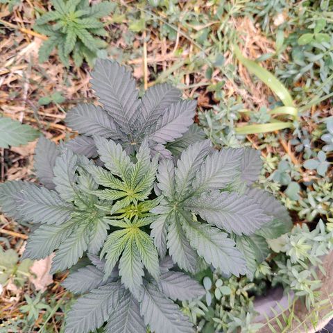 XLVR? #1 growlog timeline photo