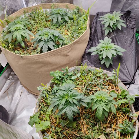 XLVR? #1 growlog timeline photo